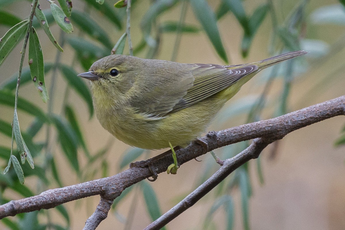 Orange-crowned Warbler - ML207112271