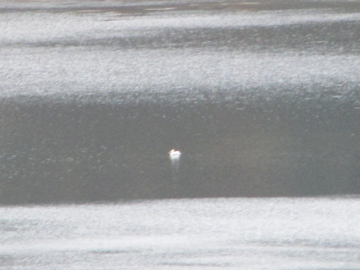 American White Pelican - ML20711351