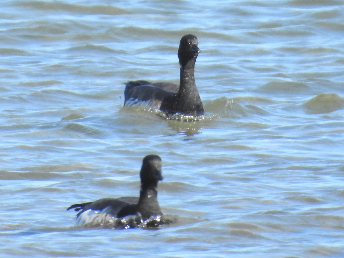 Brant - ML207114681