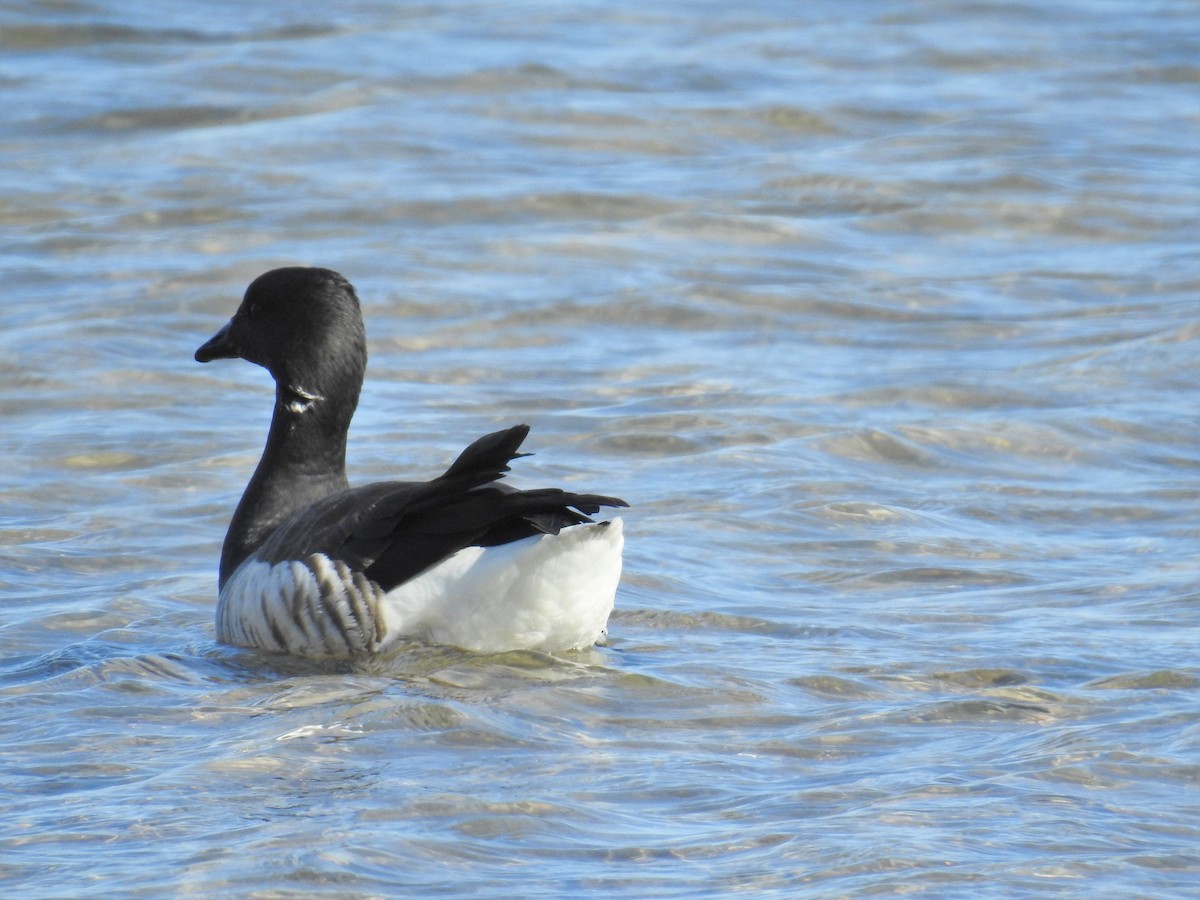 Brant - ML207114701