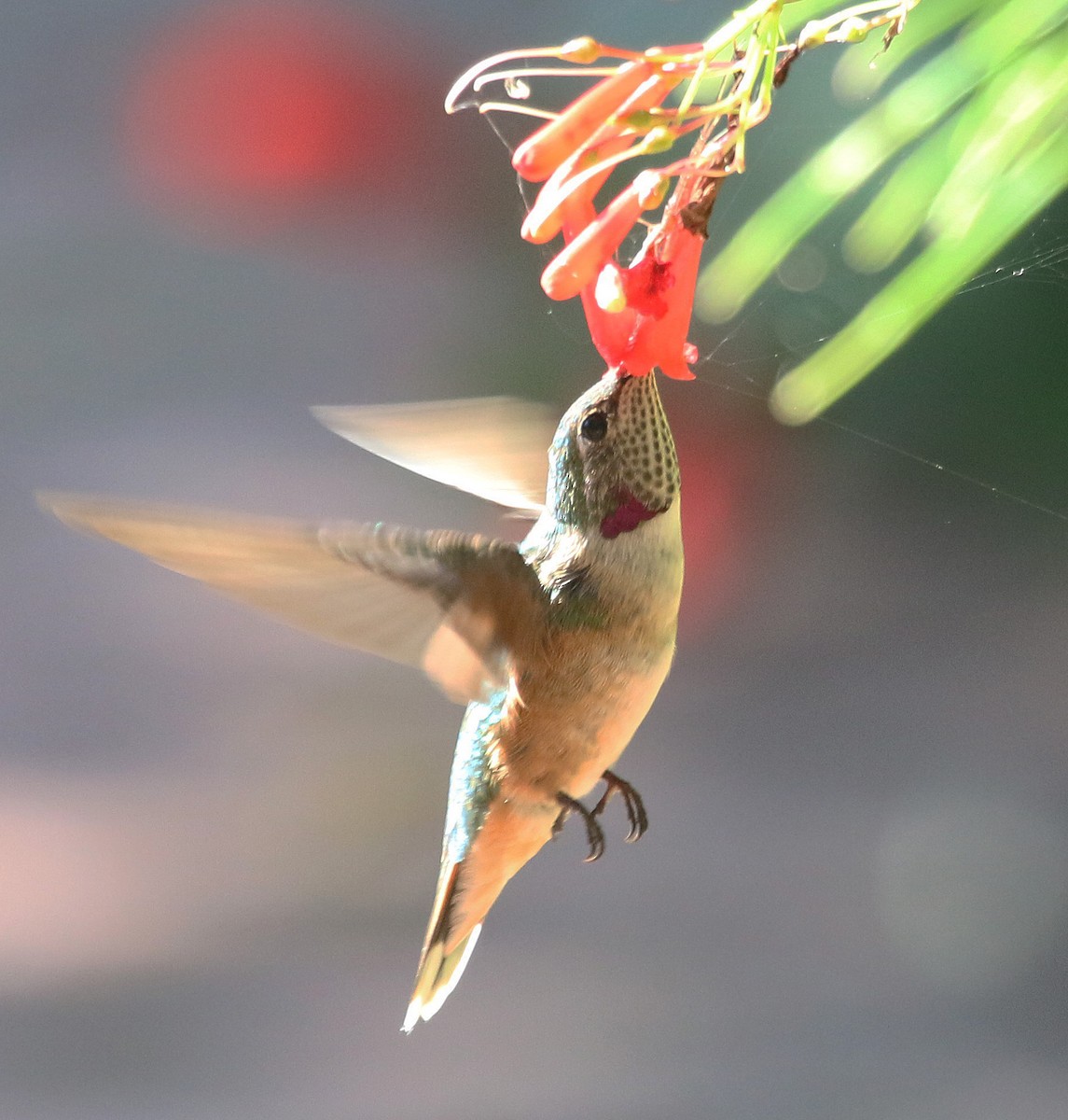 Broad-tailed Hummingbird - Willie Sekula