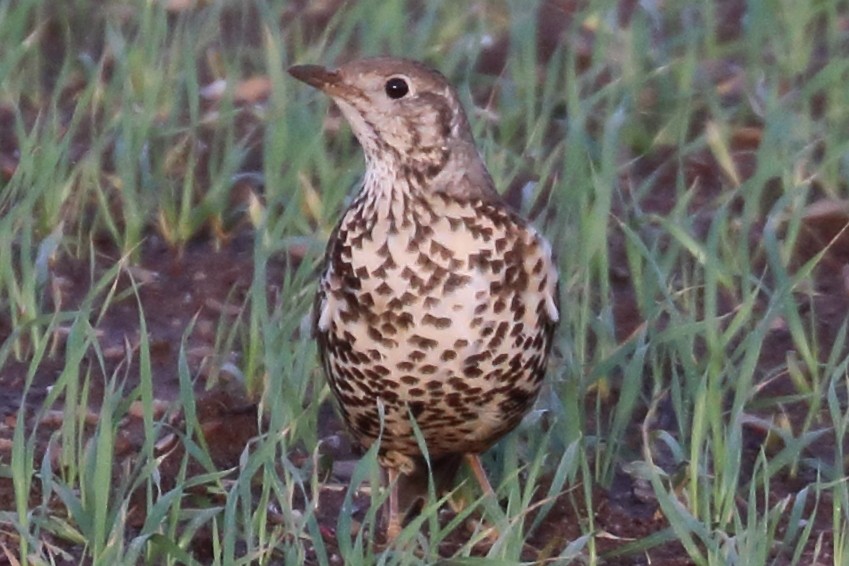 Mistle Thrush - ML207115451