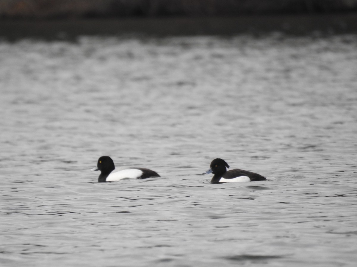 Tufted Duck - Mike Perrin