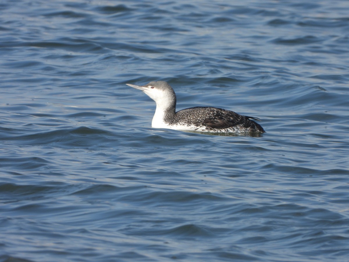 Red-throated Loon - ML207116911