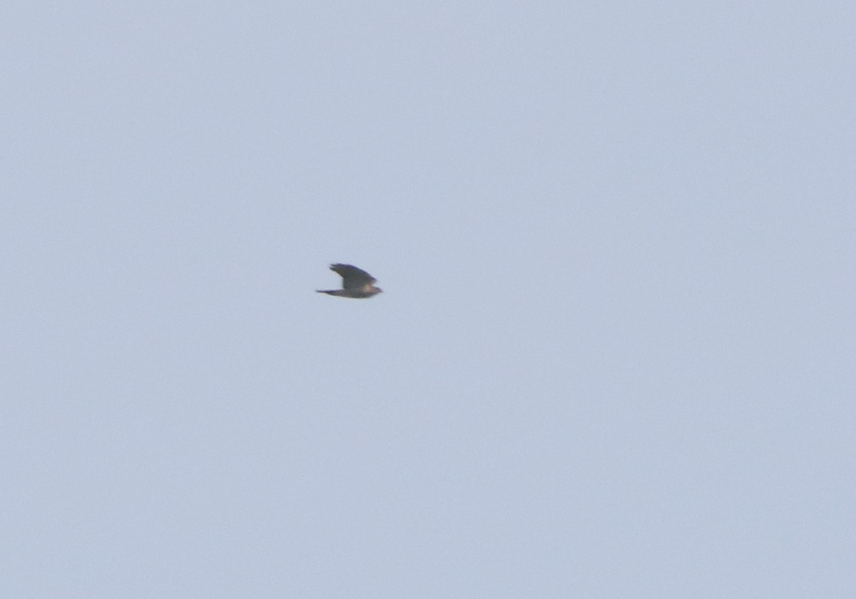 Variable Goshawk - ML207117541