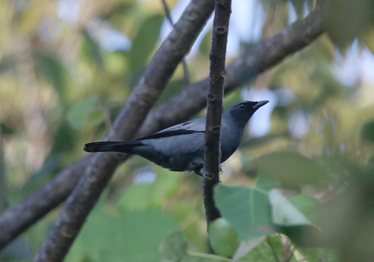 Pale-shouldered Cicadabird - Tim Avery
