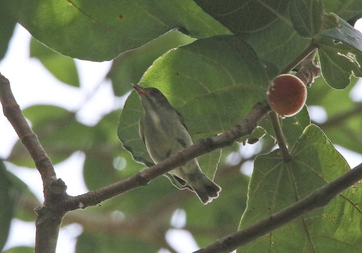 Thick-billed Flowerpecker - ML207118891