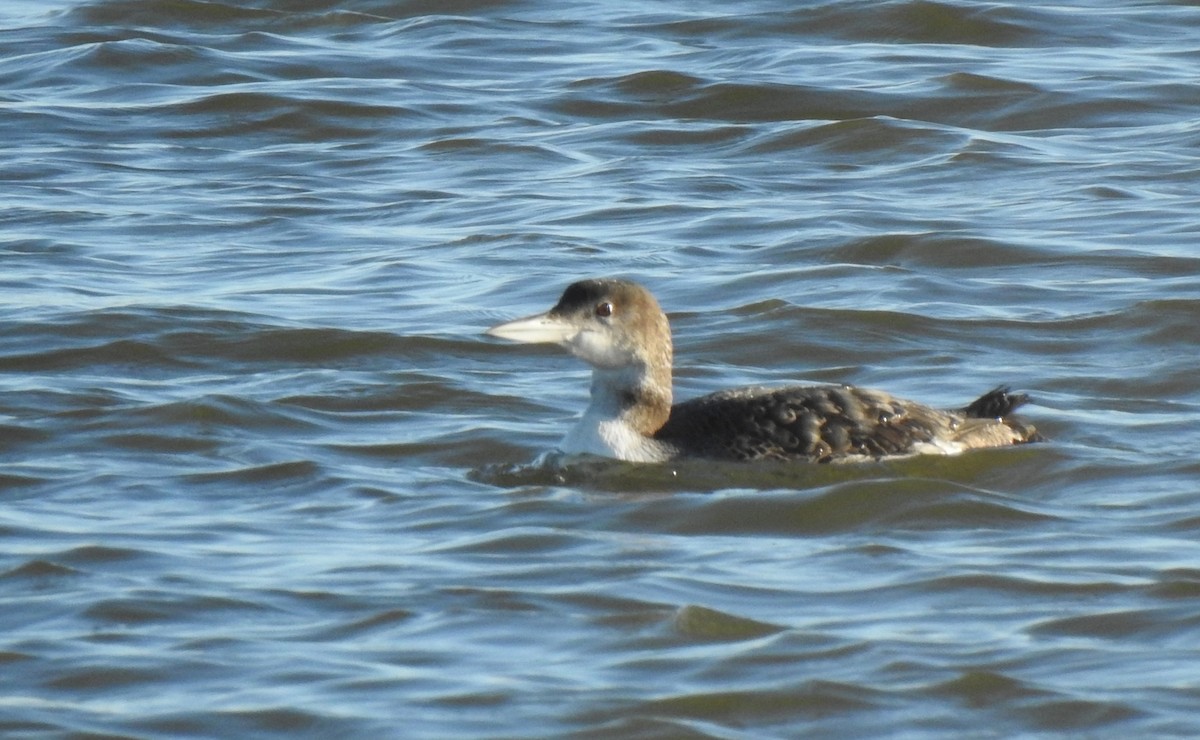 Common Loon - ML207119121