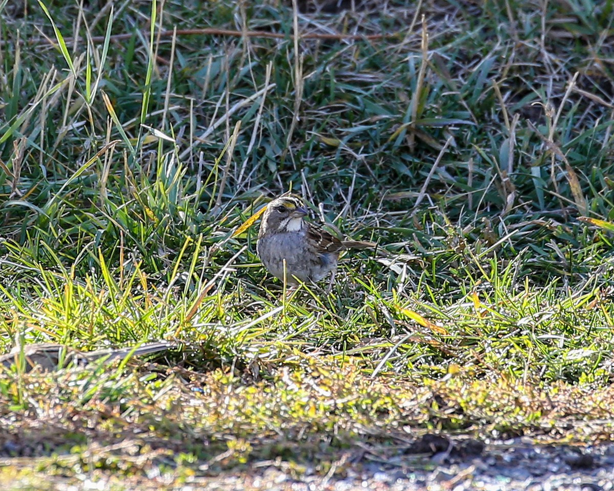 White-throated Sparrow - ML20712061