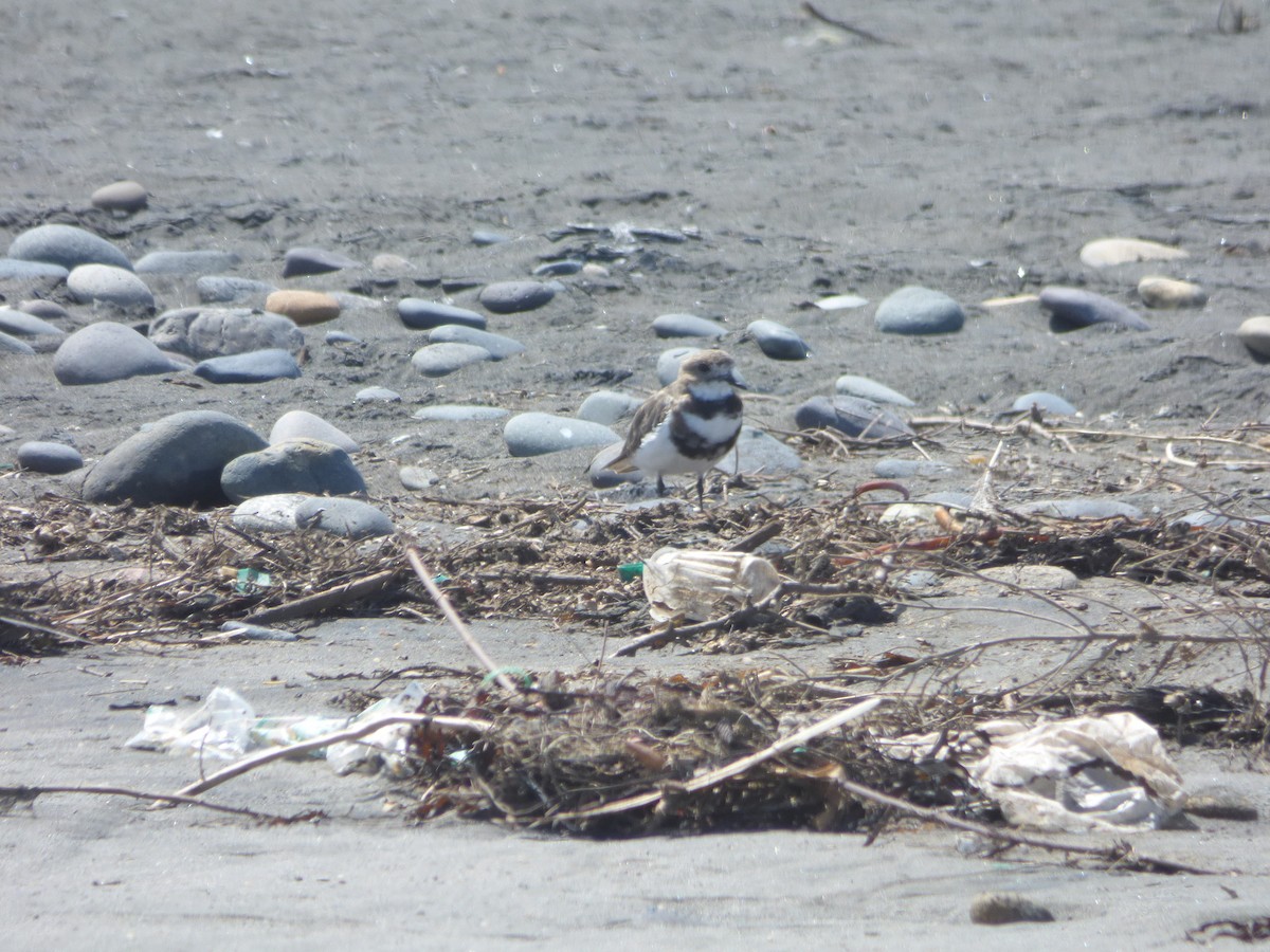 Two-banded Plover - ML207121011
