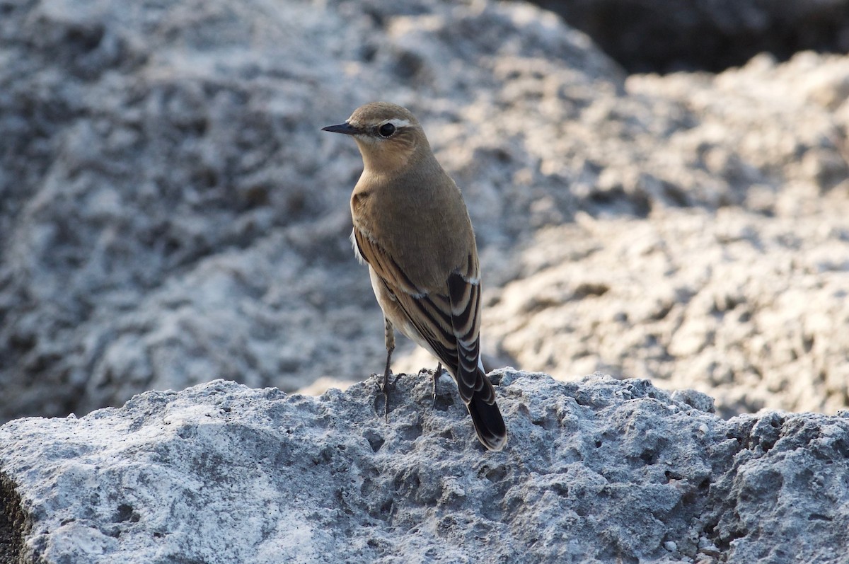 Northern Wheatear - ML20712161