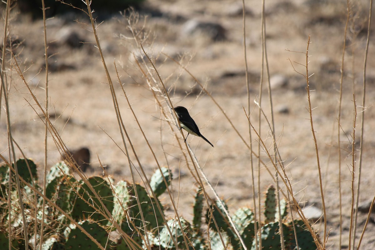 Eastern Phoebe - ML20712181