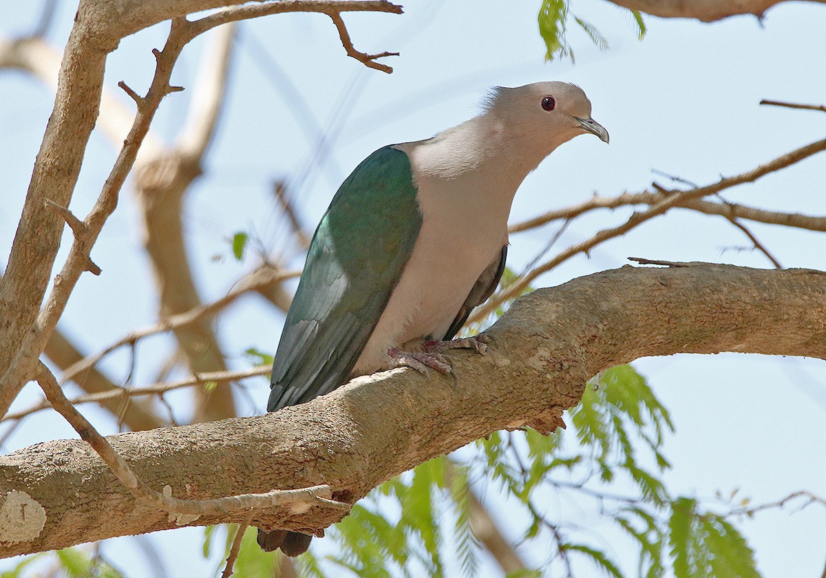 Green Imperial-Pigeon - Tim Avery