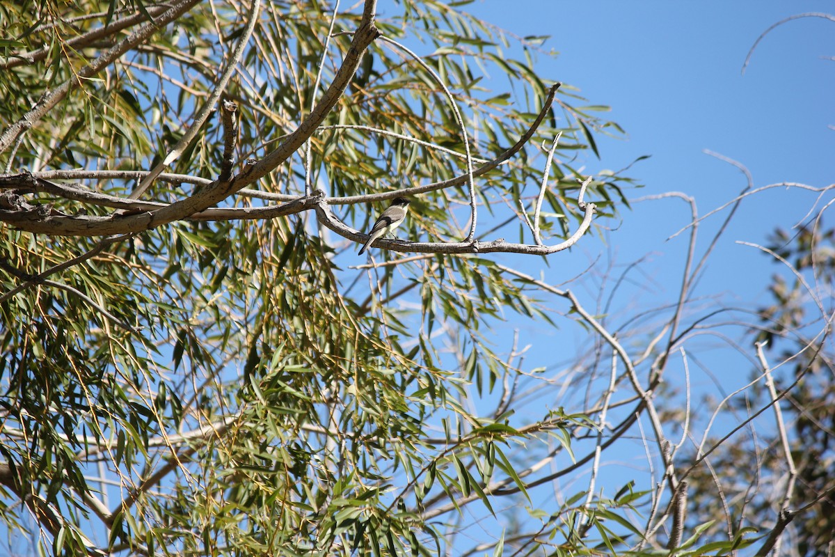 Eastern Phoebe - ML20712191