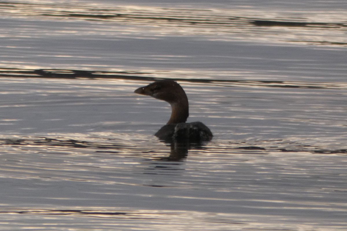 Pied-billed Grebe - ML207121911