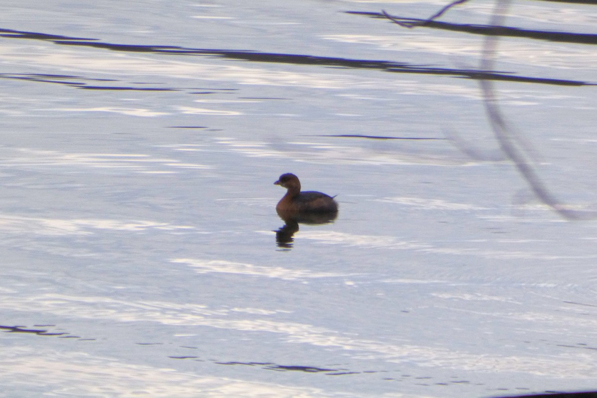 Pied-billed Grebe - ML207121921