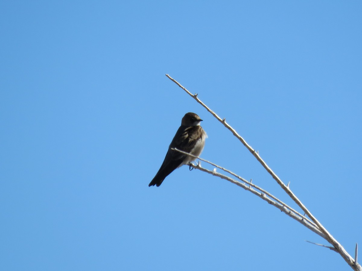 Northern Rough-winged Swallow - ML207122301