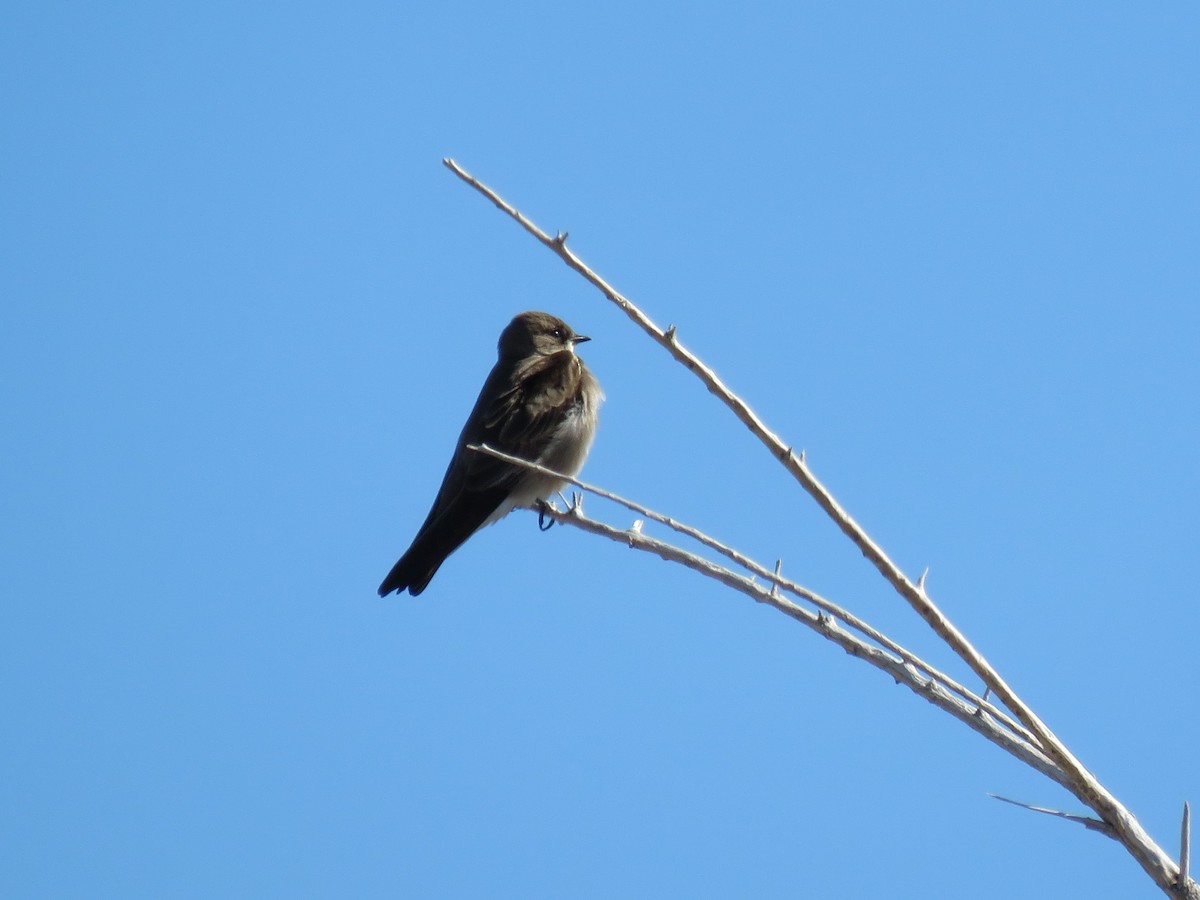 Northern Rough-winged Swallow - ML207122311