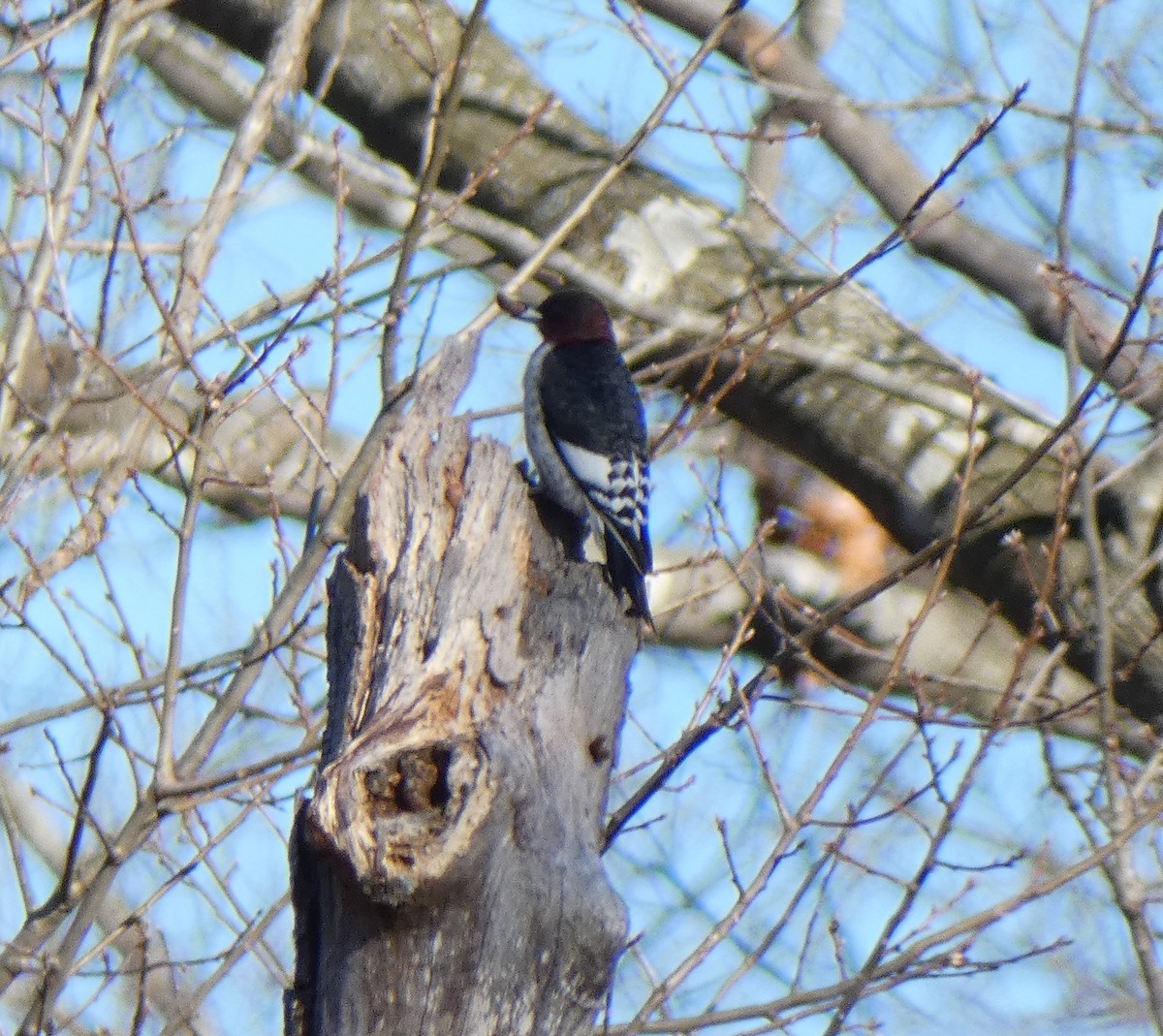 Red-headed Woodpecker - ML207122491
