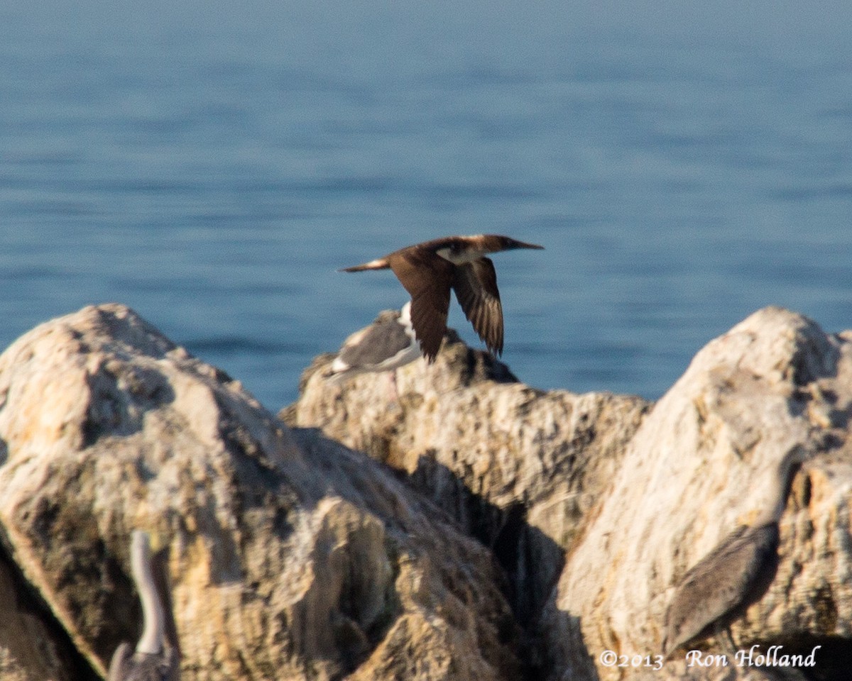 Blue-footed Booby - ML207124341