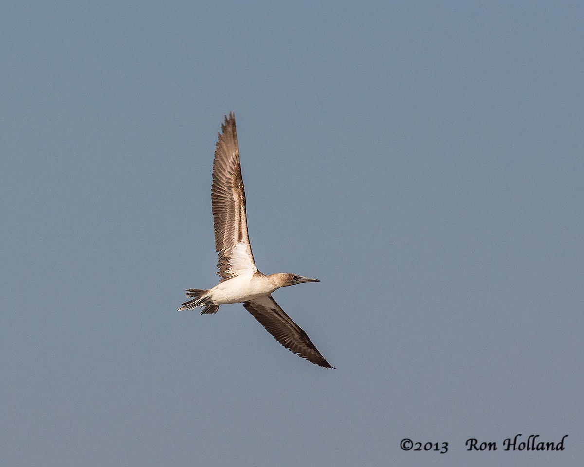 Blue-footed Booby - ML207124391