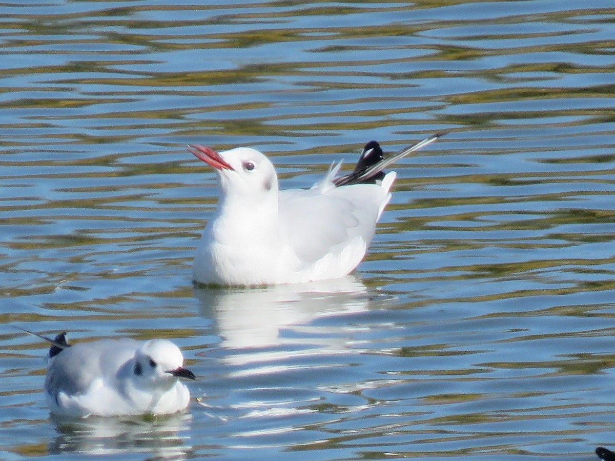 Mouette rieuse - ML207125041