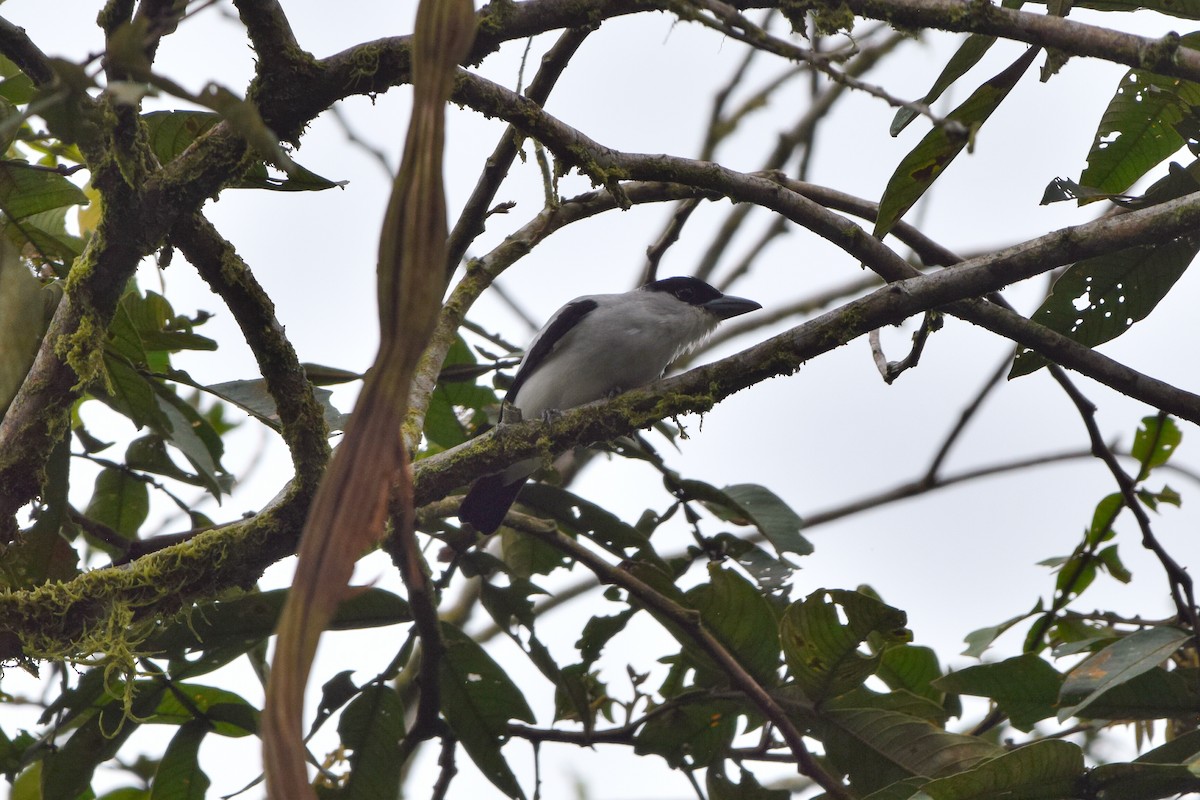 Black-crowned Tityra - ML207126011