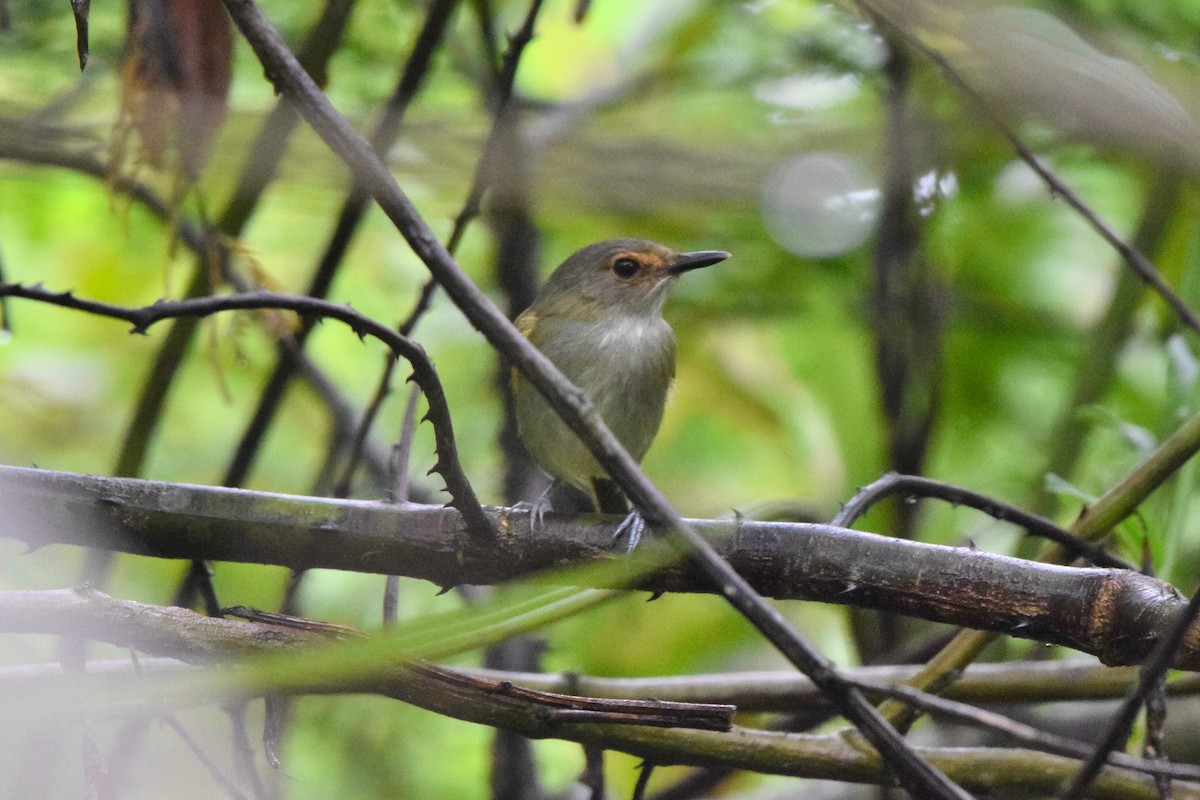 Rusty-fronted Tody-Flycatcher - ML207126431