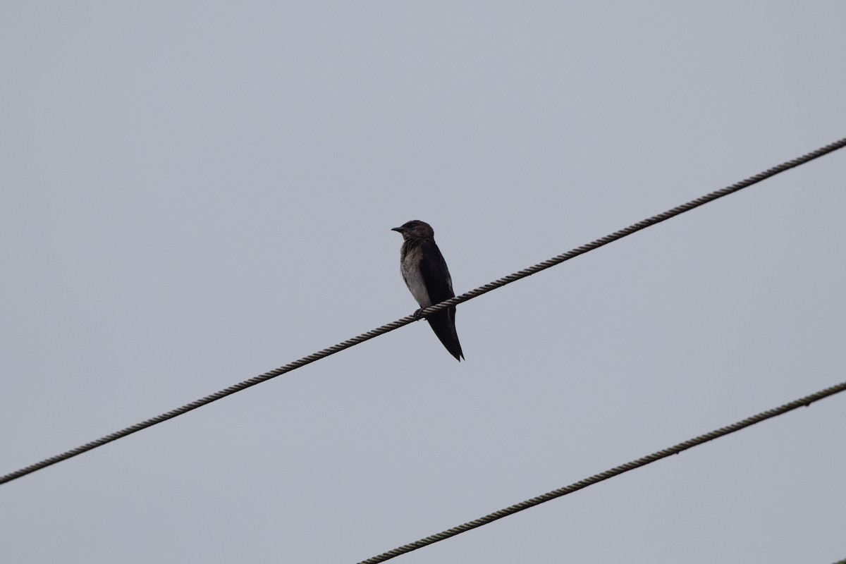 Gray-breasted Martin - ML207126661