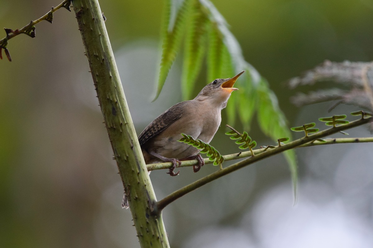 House Wren - ML207127111