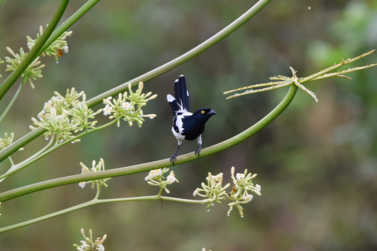 Magpie Tanager - ML207127171