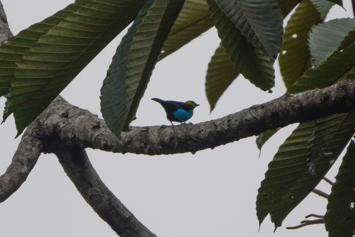 Paradise Tanager - Matt Longabaugh