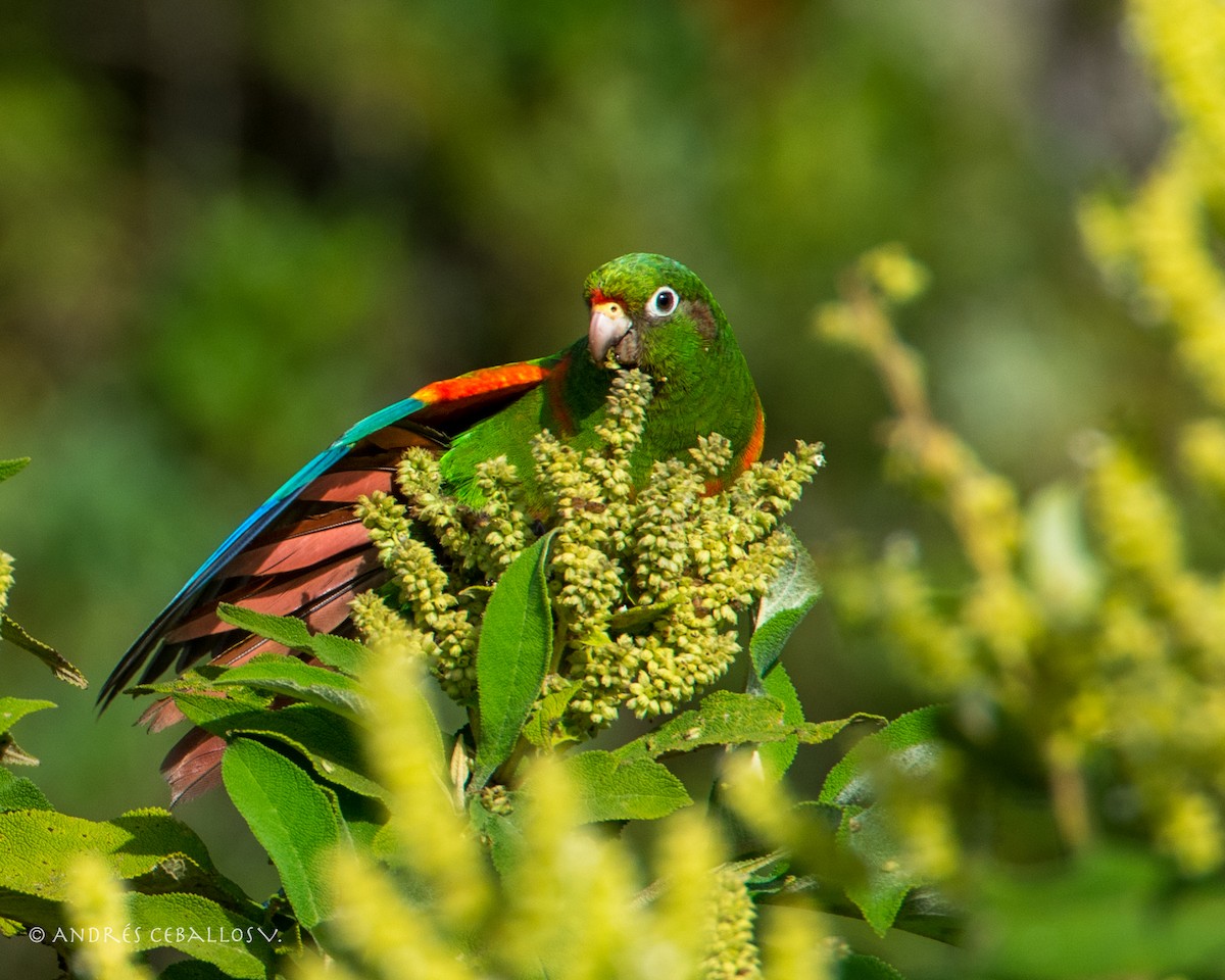 Conure de Santa Marta - ML207127711