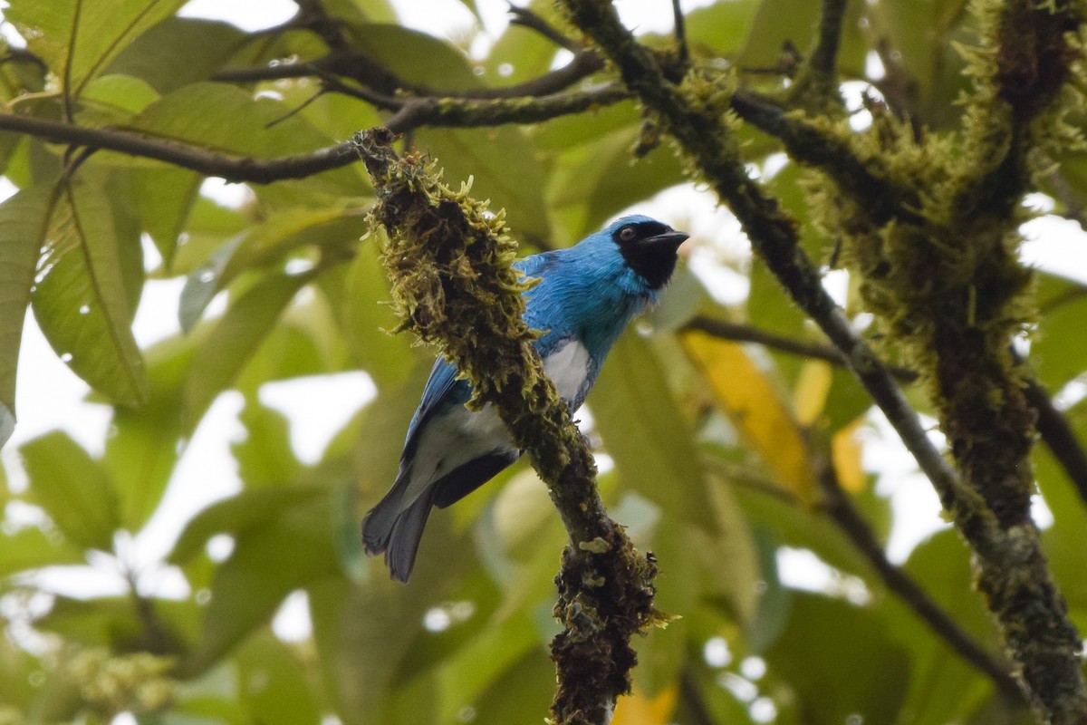 Swallow Tanager - ML207127801