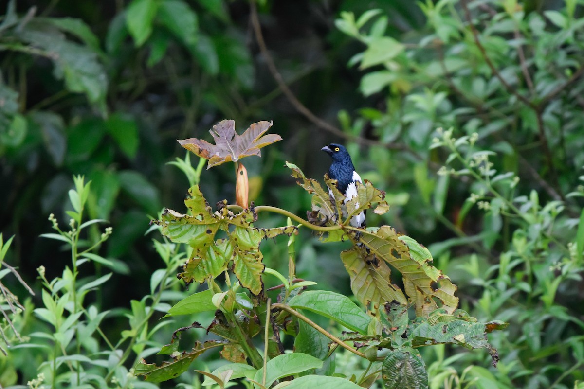 Magpie Tanager - ML207127971