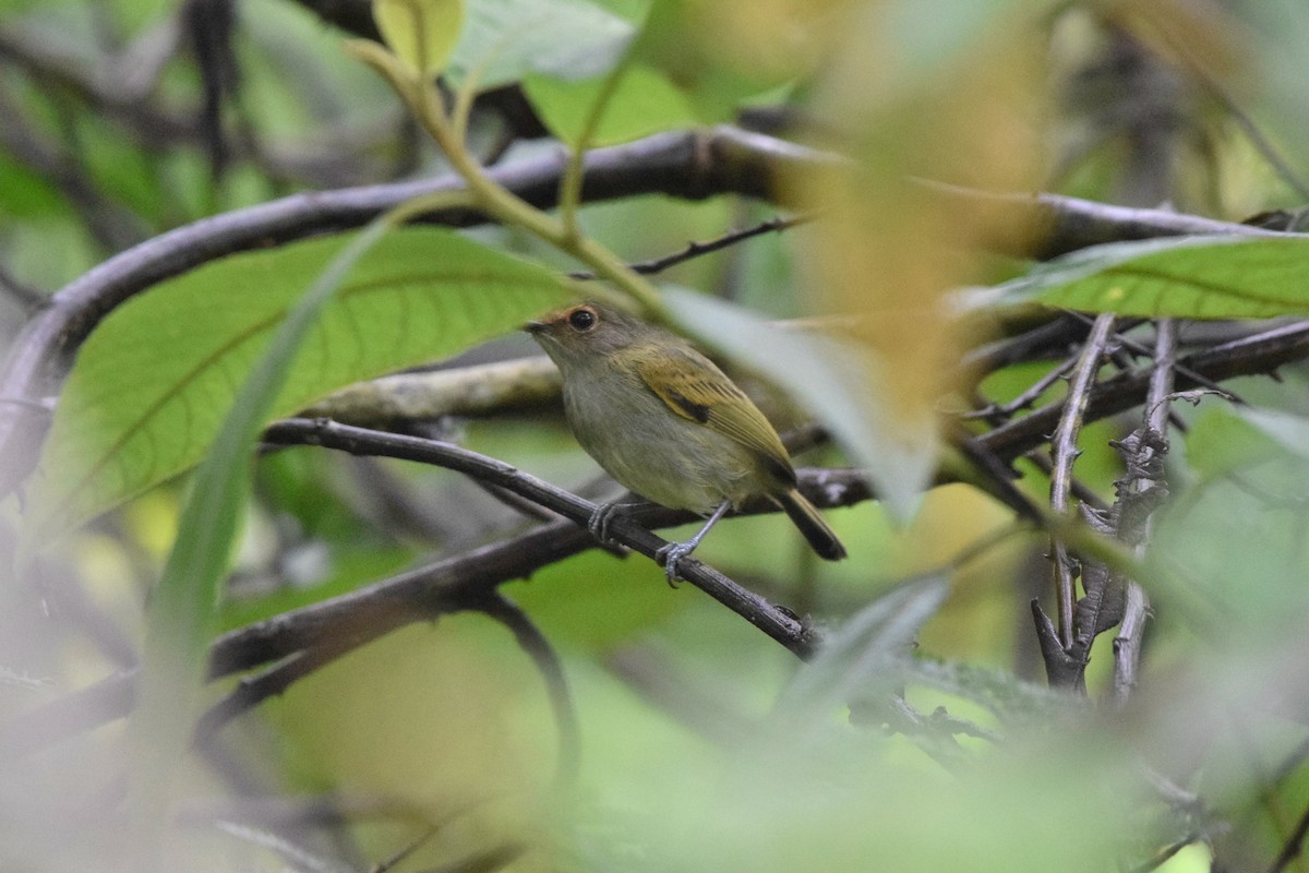 Rusty-fronted Tody-Flycatcher - ML207128031