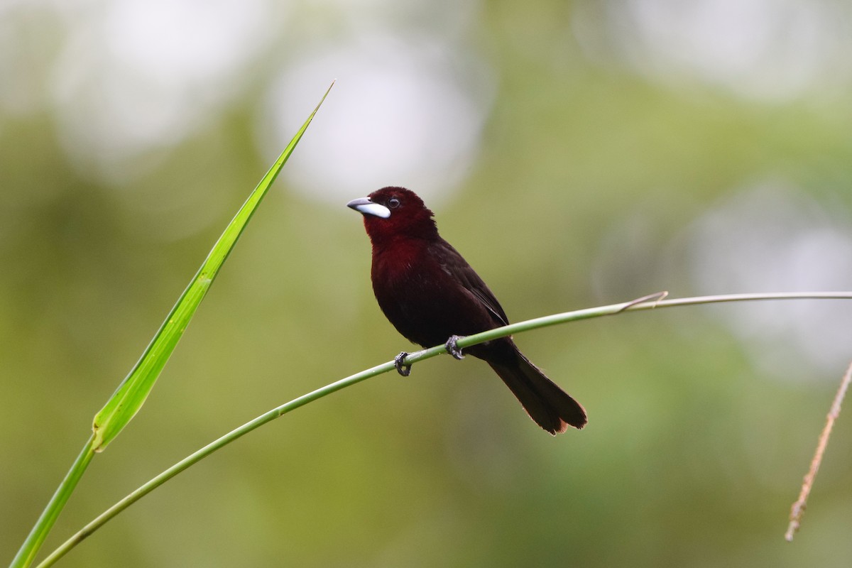 Silver-beaked Tanager - ML207128121