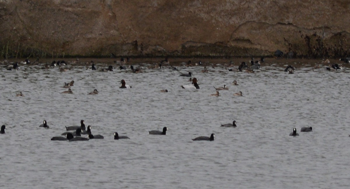 Canvasback - Chris Lloyd