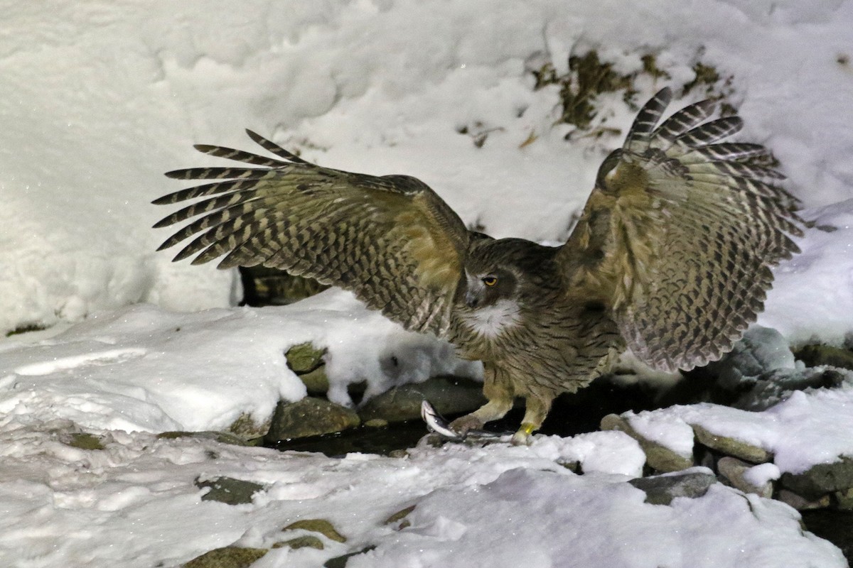 Blakiston's Fish-Owl - Charley Hesse TROPICAL BIRDING