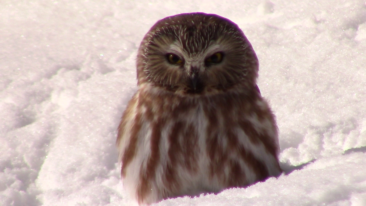 Northern Saw-whet Owl - ML207130071