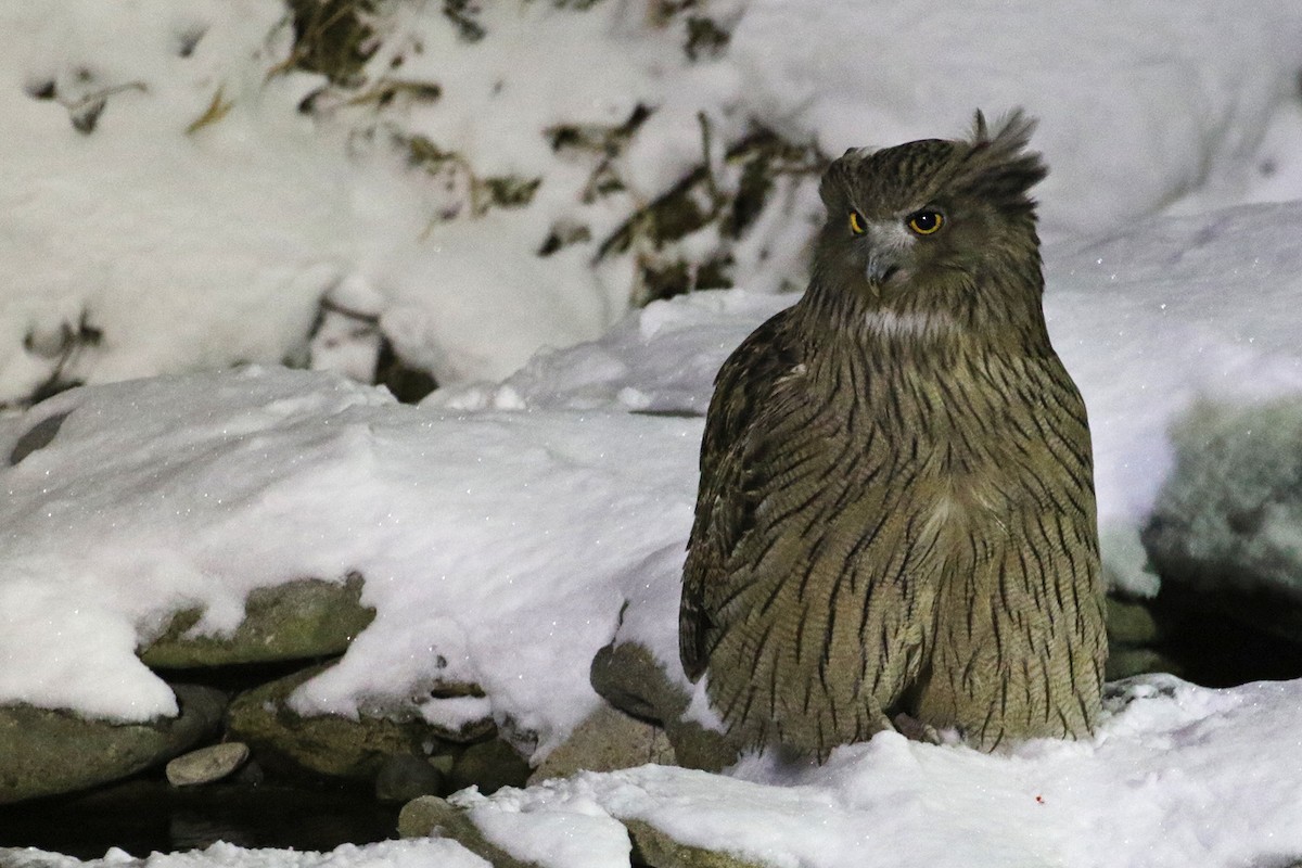 Blakiston's Fish-Owl - Charley Hesse TROPICAL BIRDING