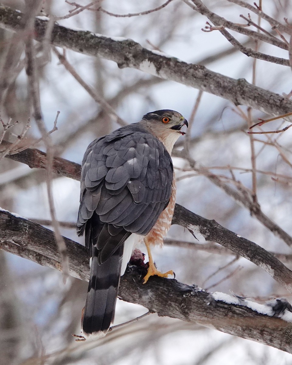 Cooper's Hawk - André Beaulieu