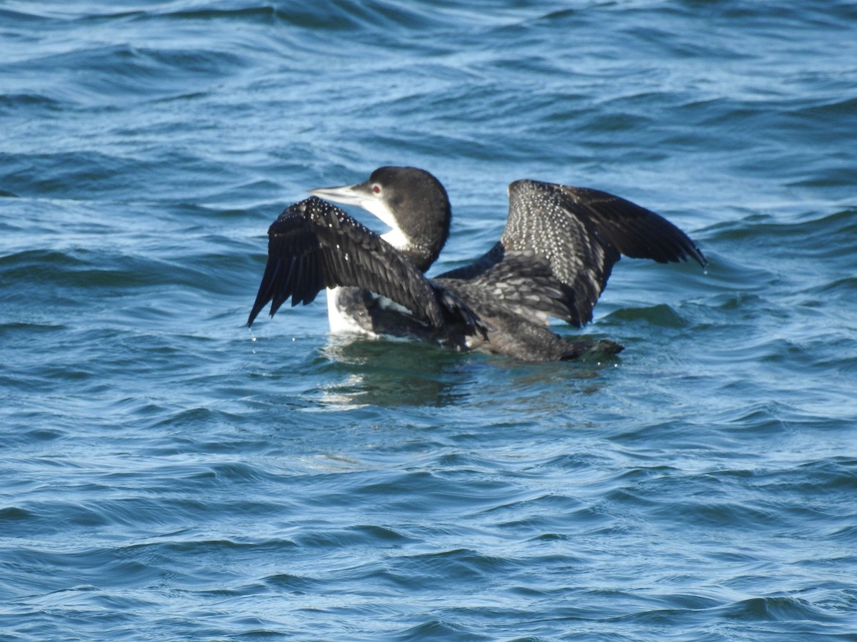 Common Loon - Vincent Glasser