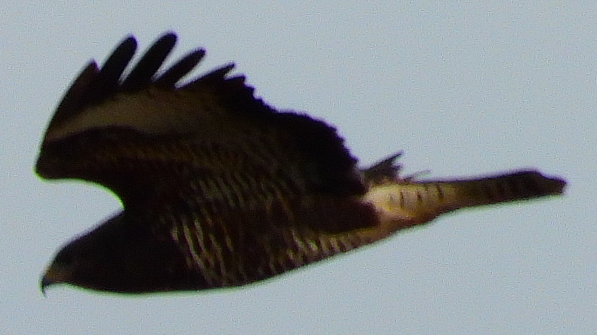 Common Buzzard - ML207132531