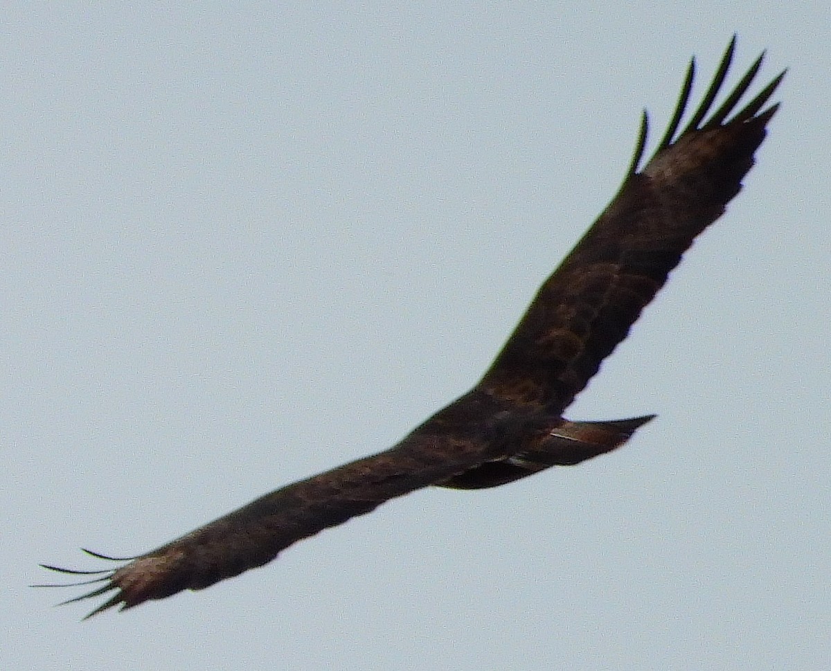 Common Buzzard - ML207132541