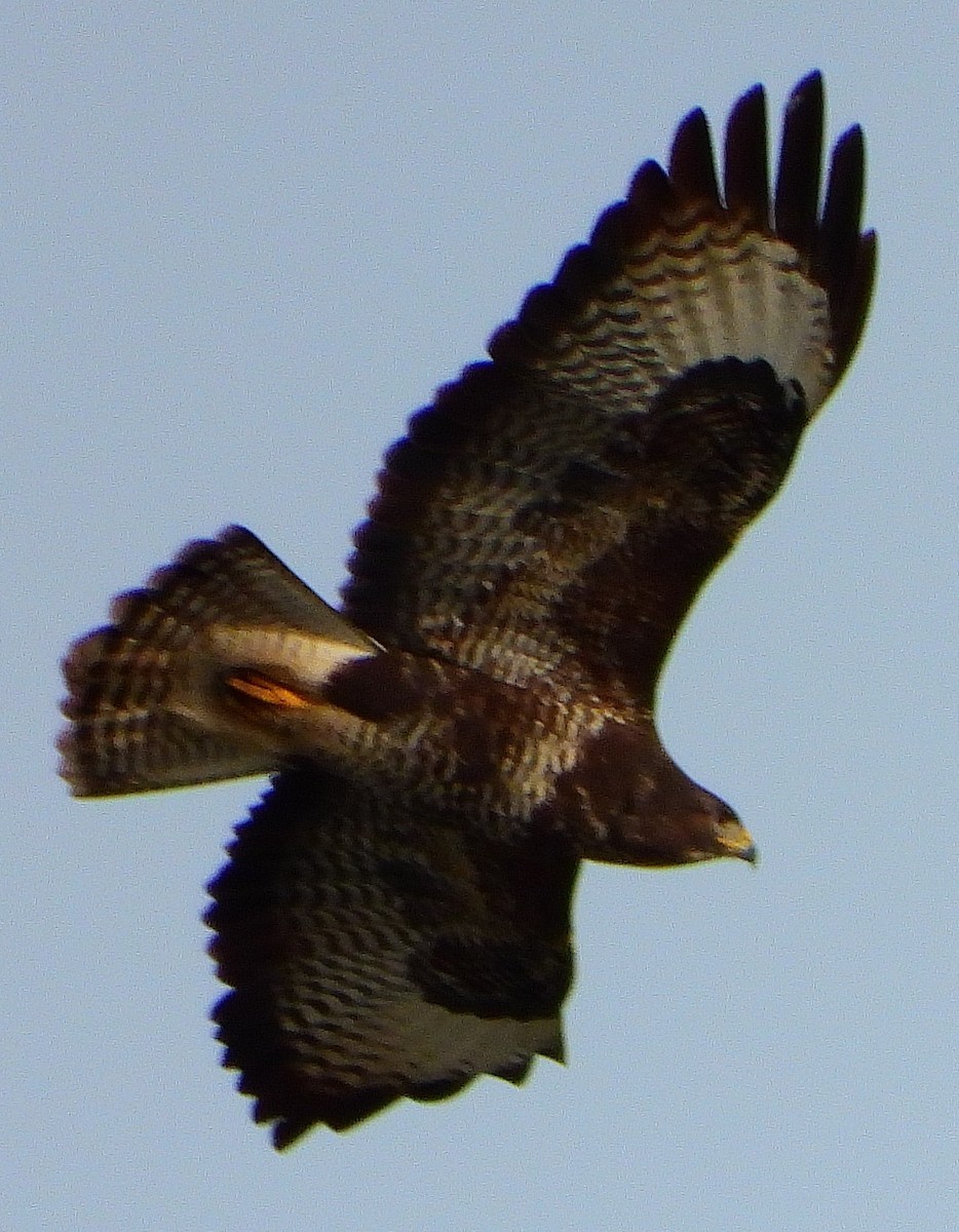 Common Buzzard - ML207132581