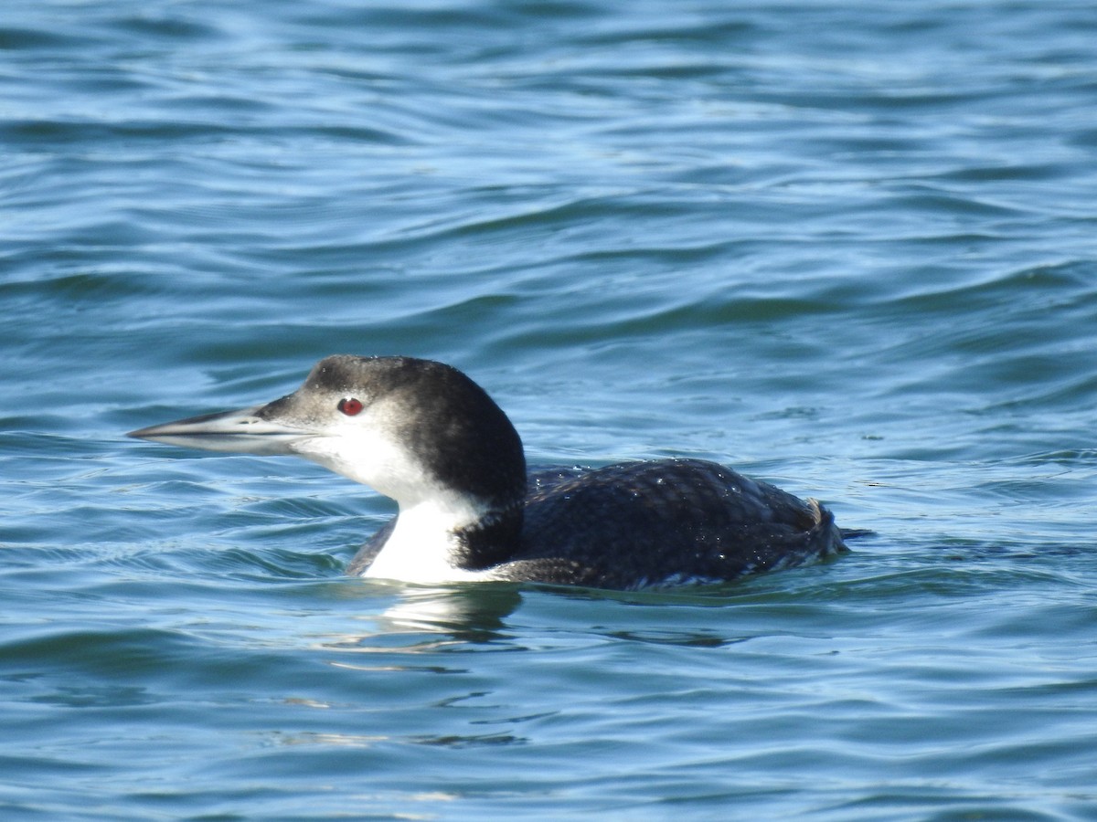 Common Loon - ML207132611