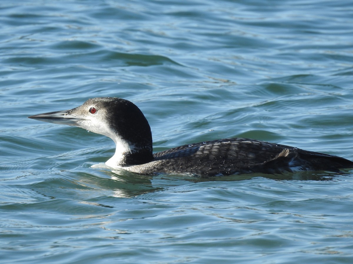 Common Loon - ML207132711