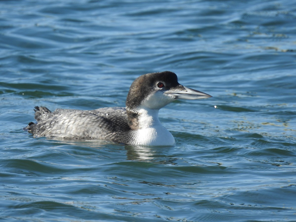 Common Loon - Vincent Glasser