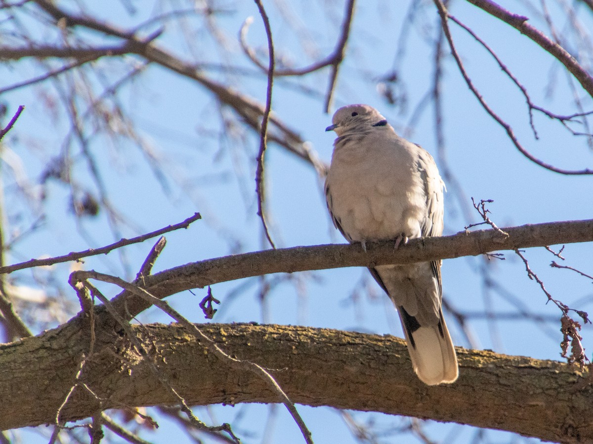 Eurasian Collared-Dove - Edward Celedon